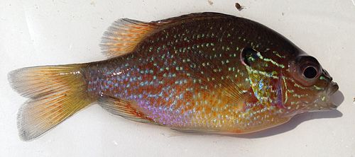 Dollar sunfish